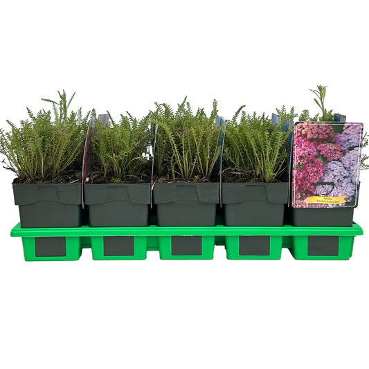 Achillea mil. Rainbow Ending Blue 25cm 11cm Pot