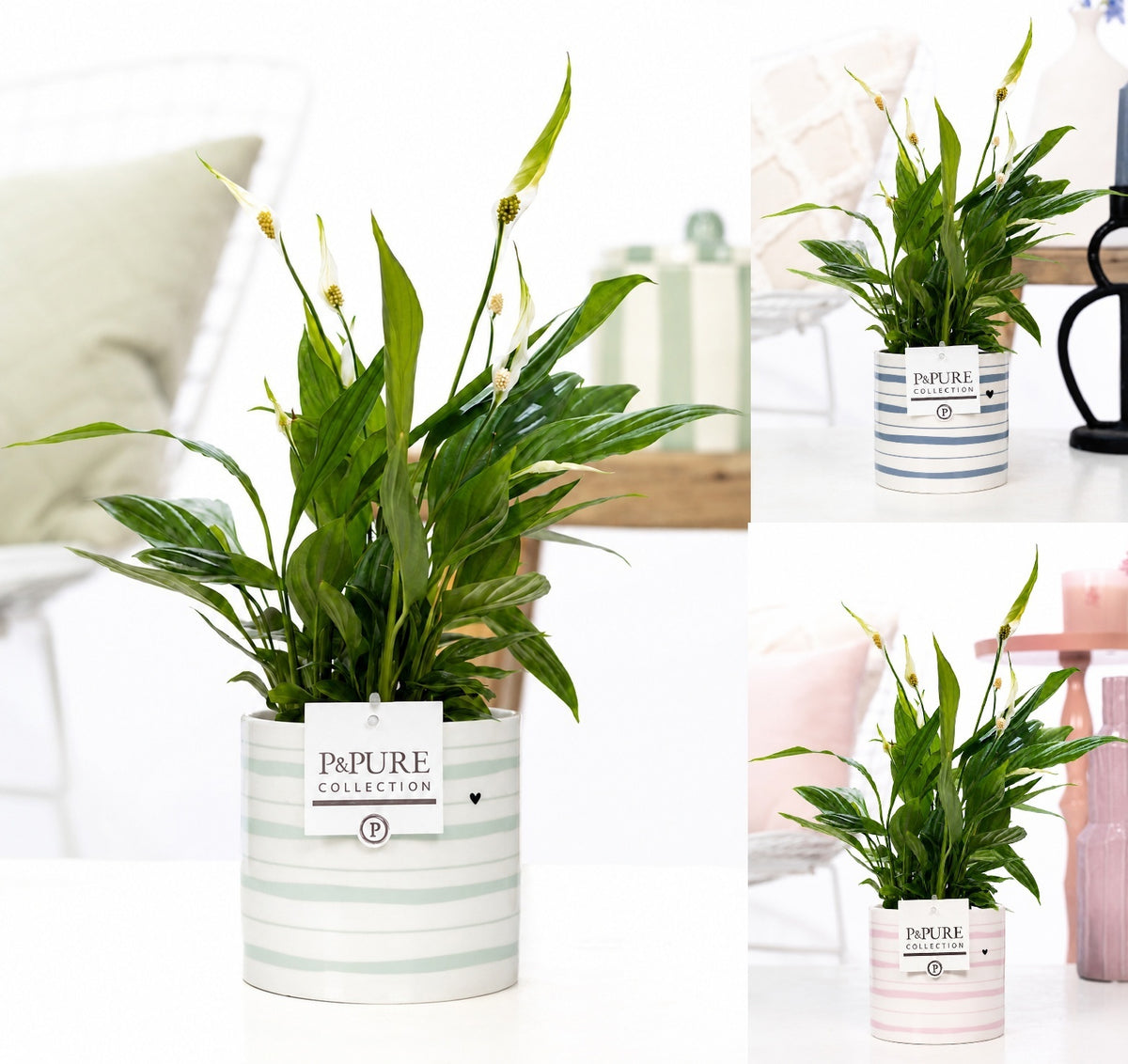 Spathiphyllum hybrid 35cm 12cm Pot