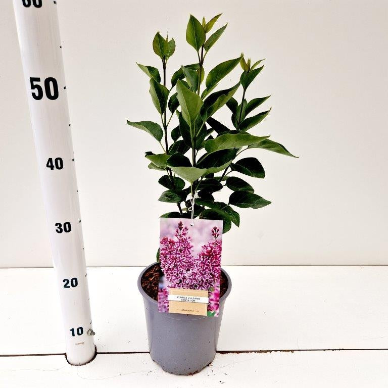 Syringa vulgaris Sensation 35cm 17cm Pot