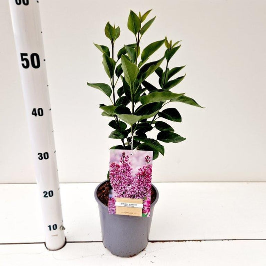 Syringa vulgaris Sensation 35cm 17cm Pot