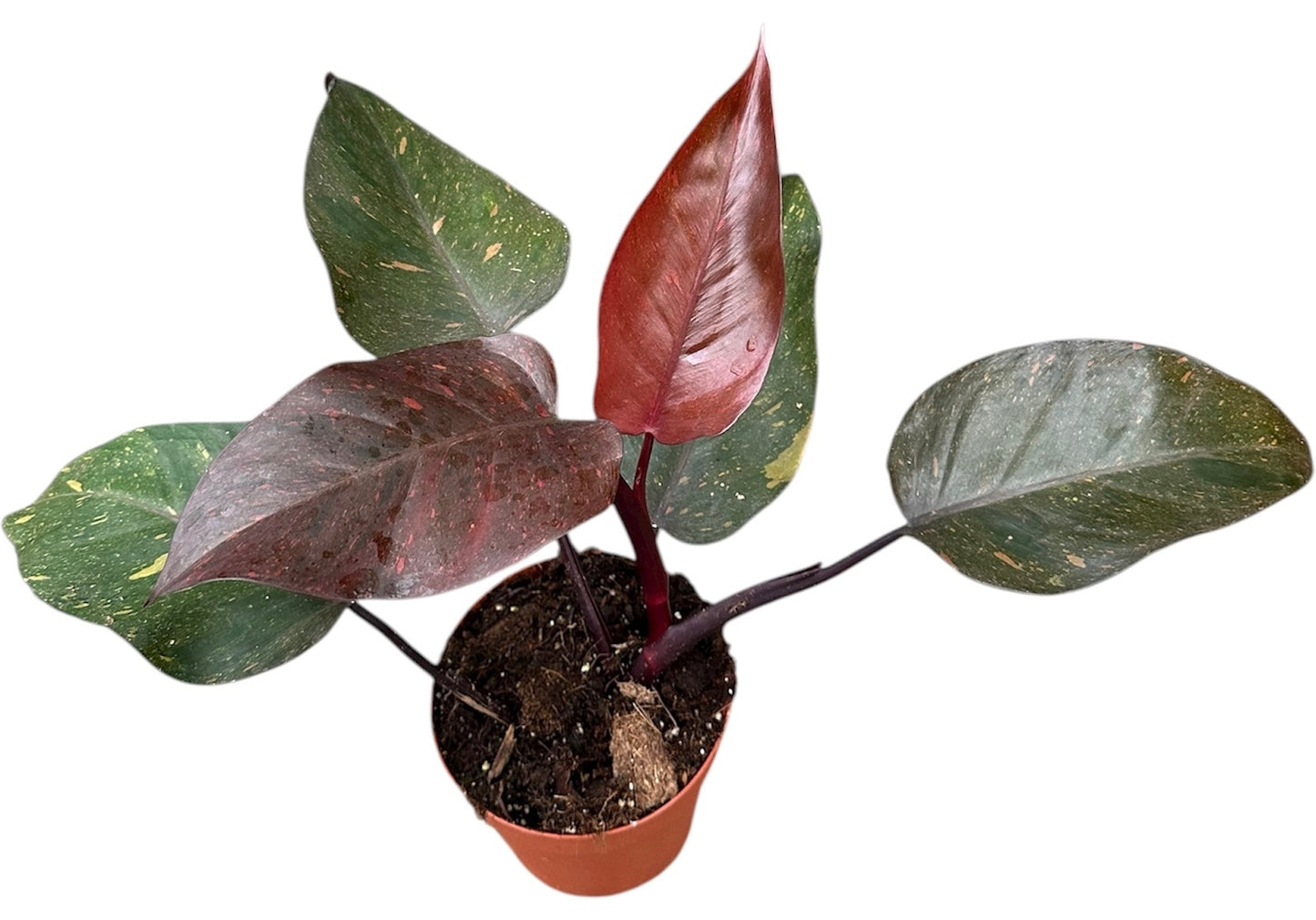 Philodendron scandens 40cm 14cm Pot