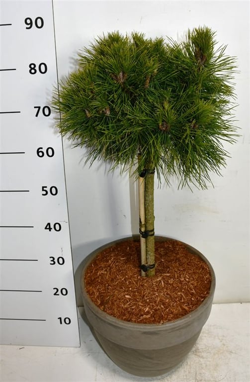 Pinus mugo Varella 90cm 35cm Pot