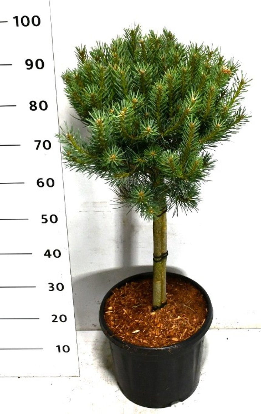 Pinus sylvestris Watereri 95cm 32cm Pot