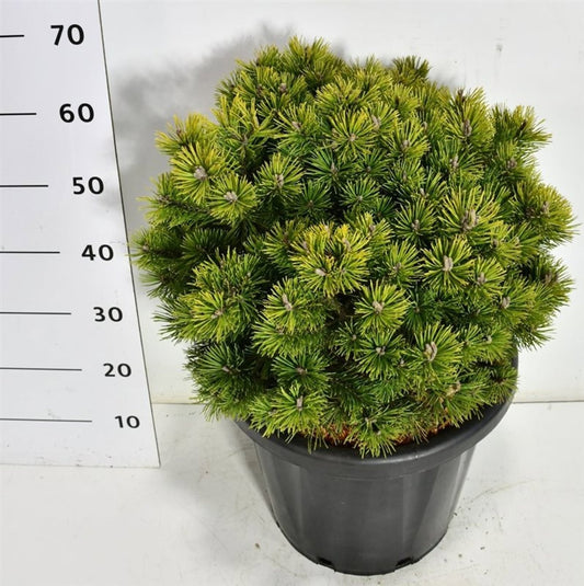 Pinus mugo Mops 70cm 38cm Pot