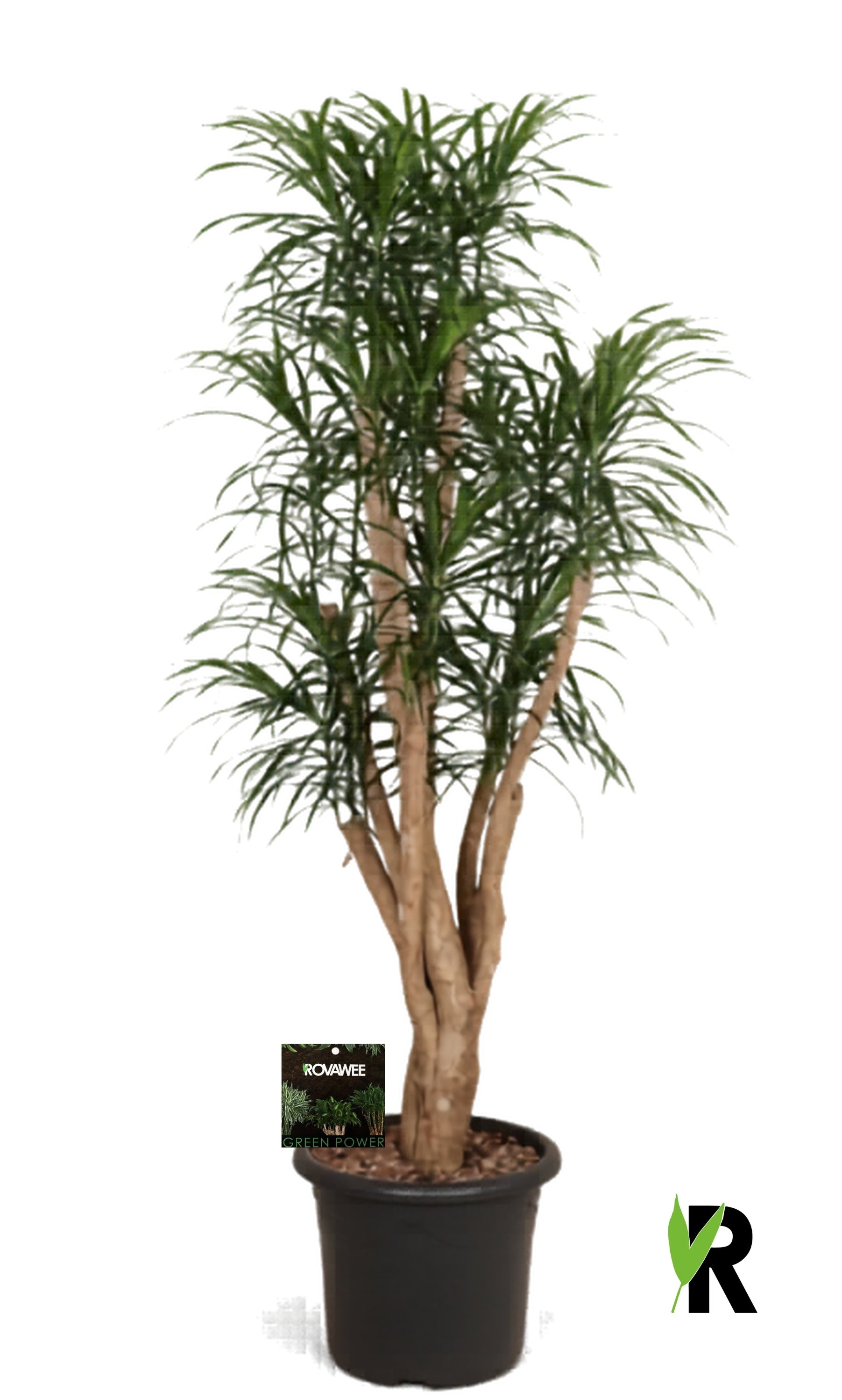 Dracaena ref. Anita 180cm 40cm Pot