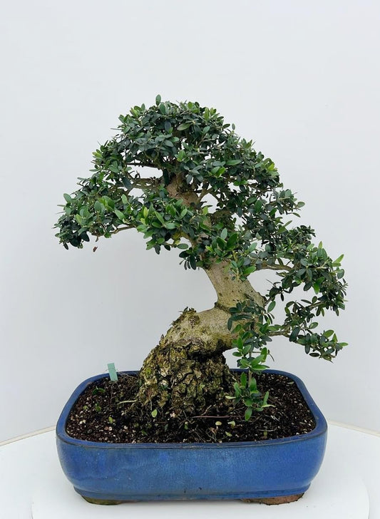 Olea europaea 60cm 40cm Pot