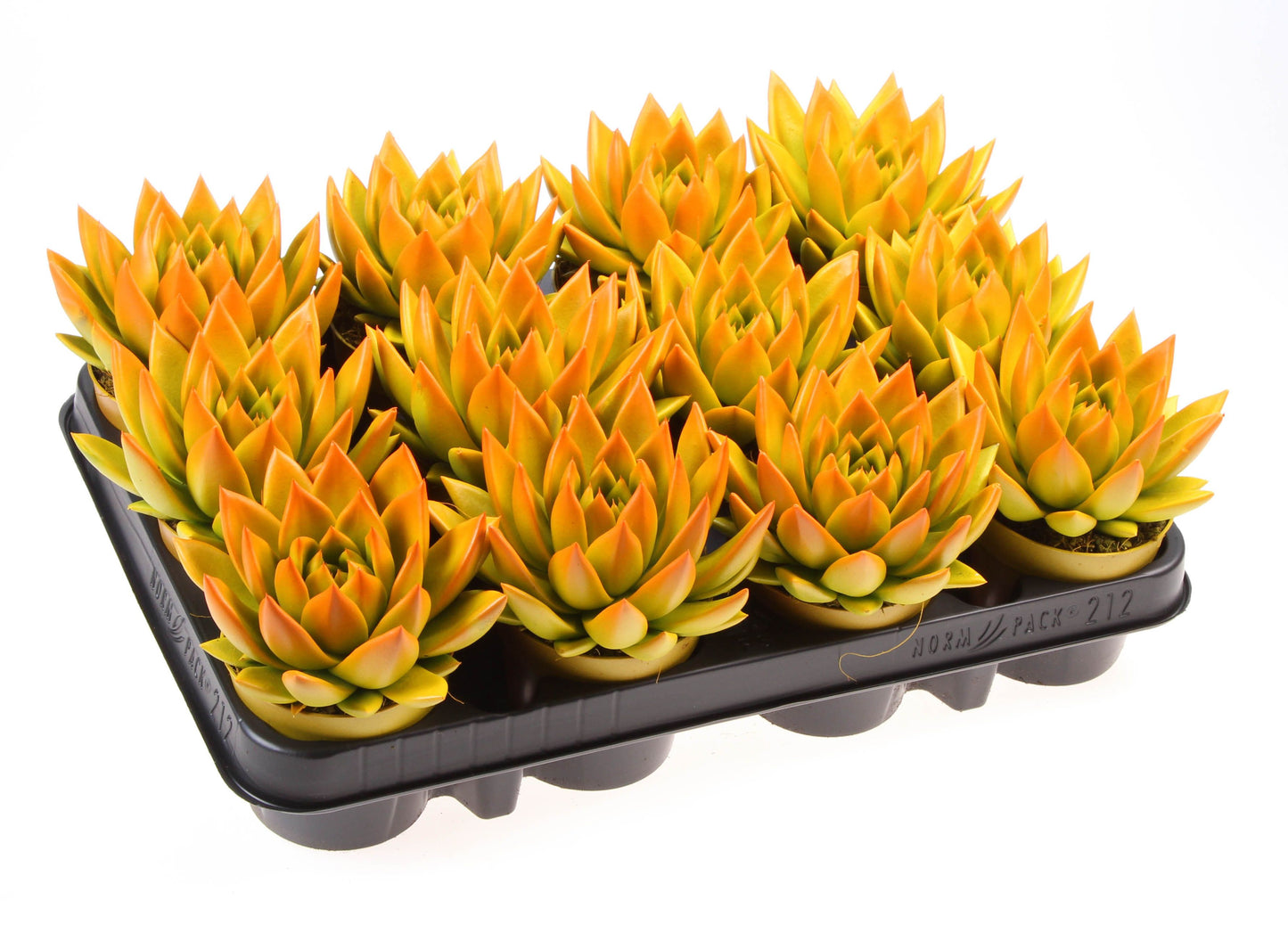 Euro Cactus Holland Bv Rainbow bicolor yellow + orange point Pack of 12