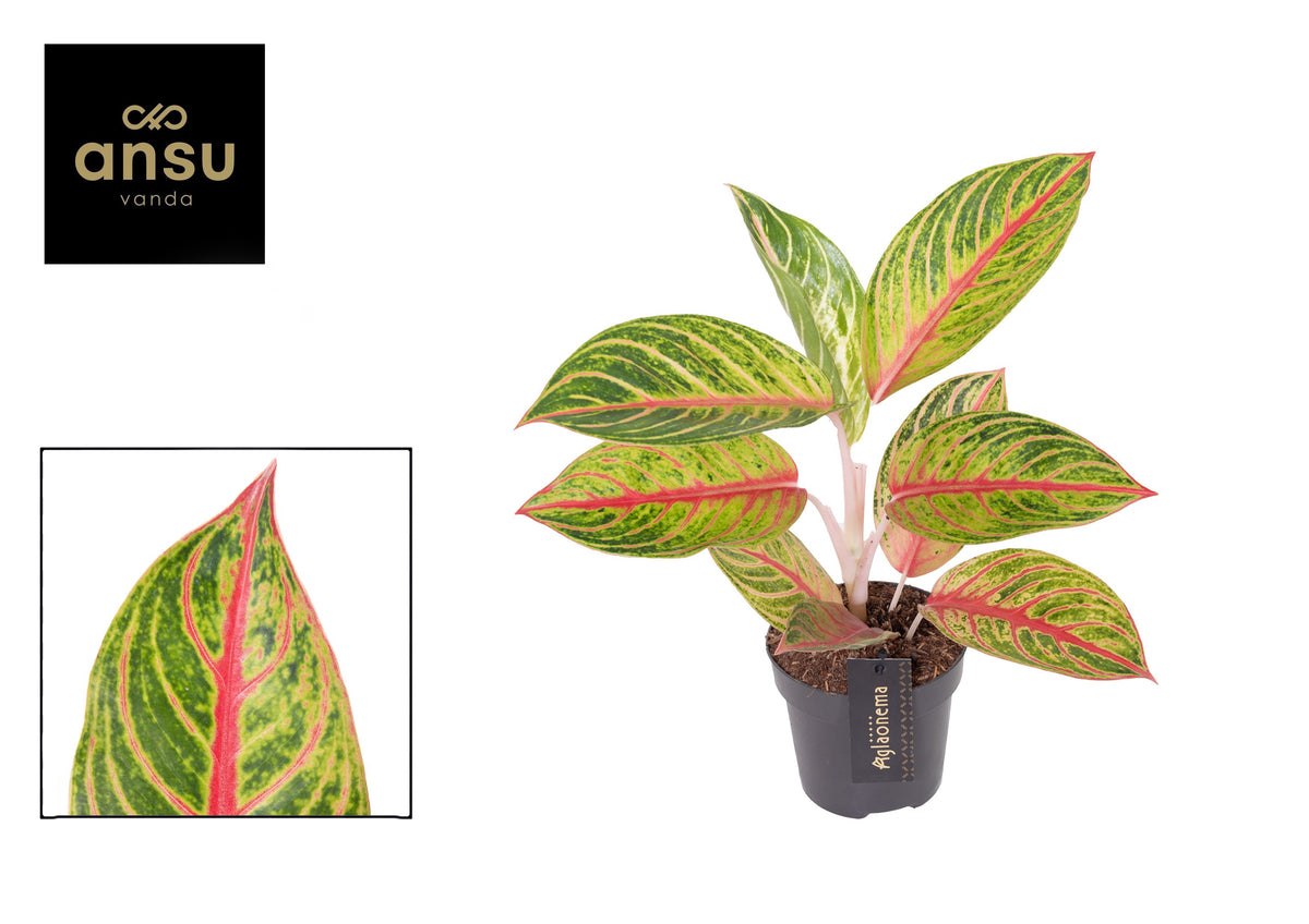 Aglaonema Red Valentine 40cm 12cm Pot