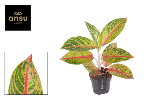 Aglaonema Red Valentine 40cm 12cm Pot