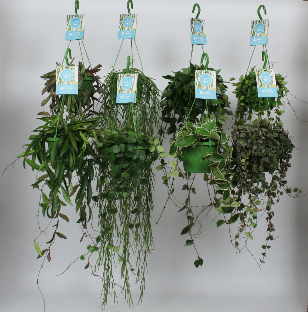 Elstgeest Potplanten Foliage houseplants mix Pack of 8