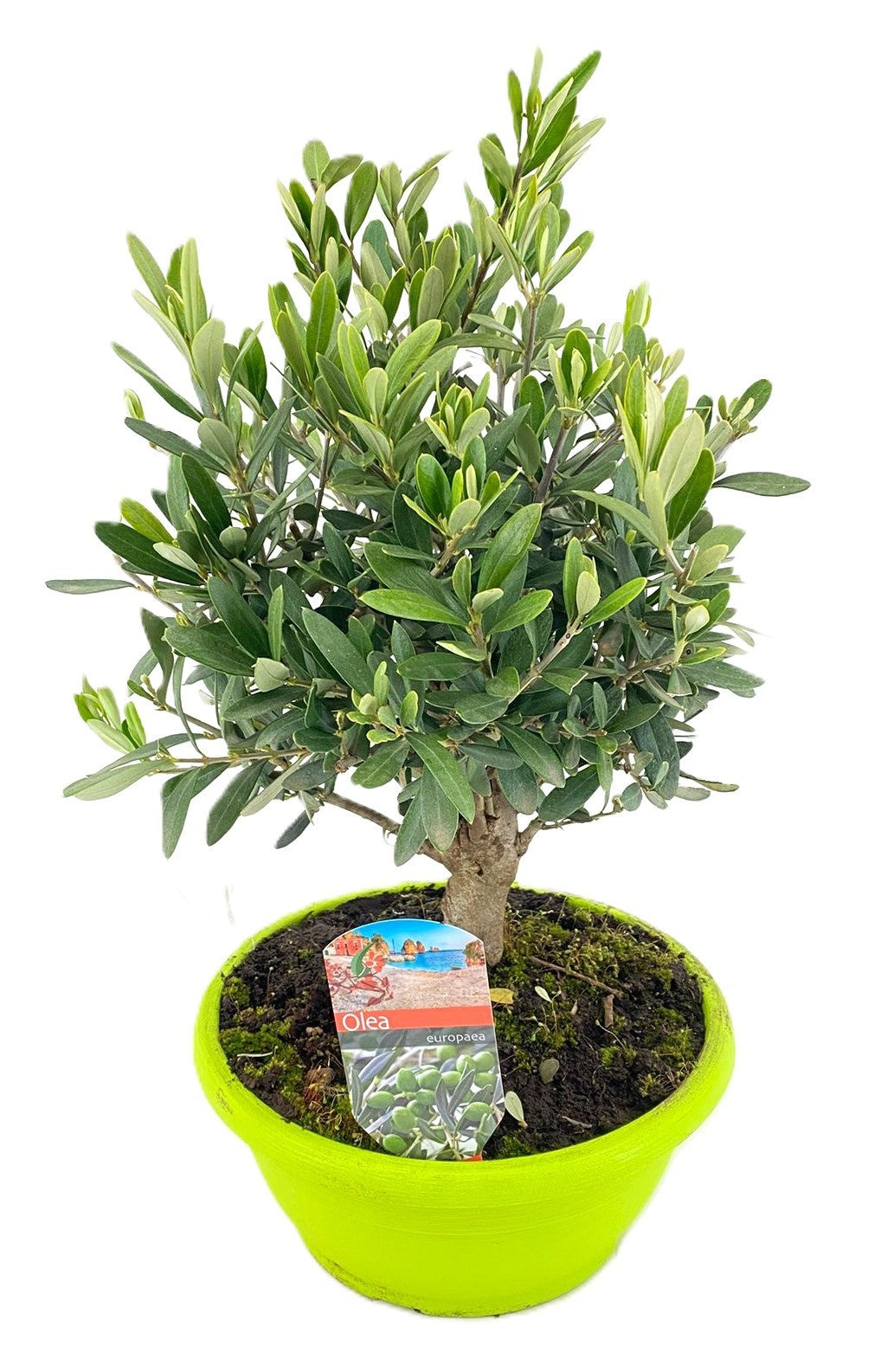 Olea europaea 50cm 27cm Pot