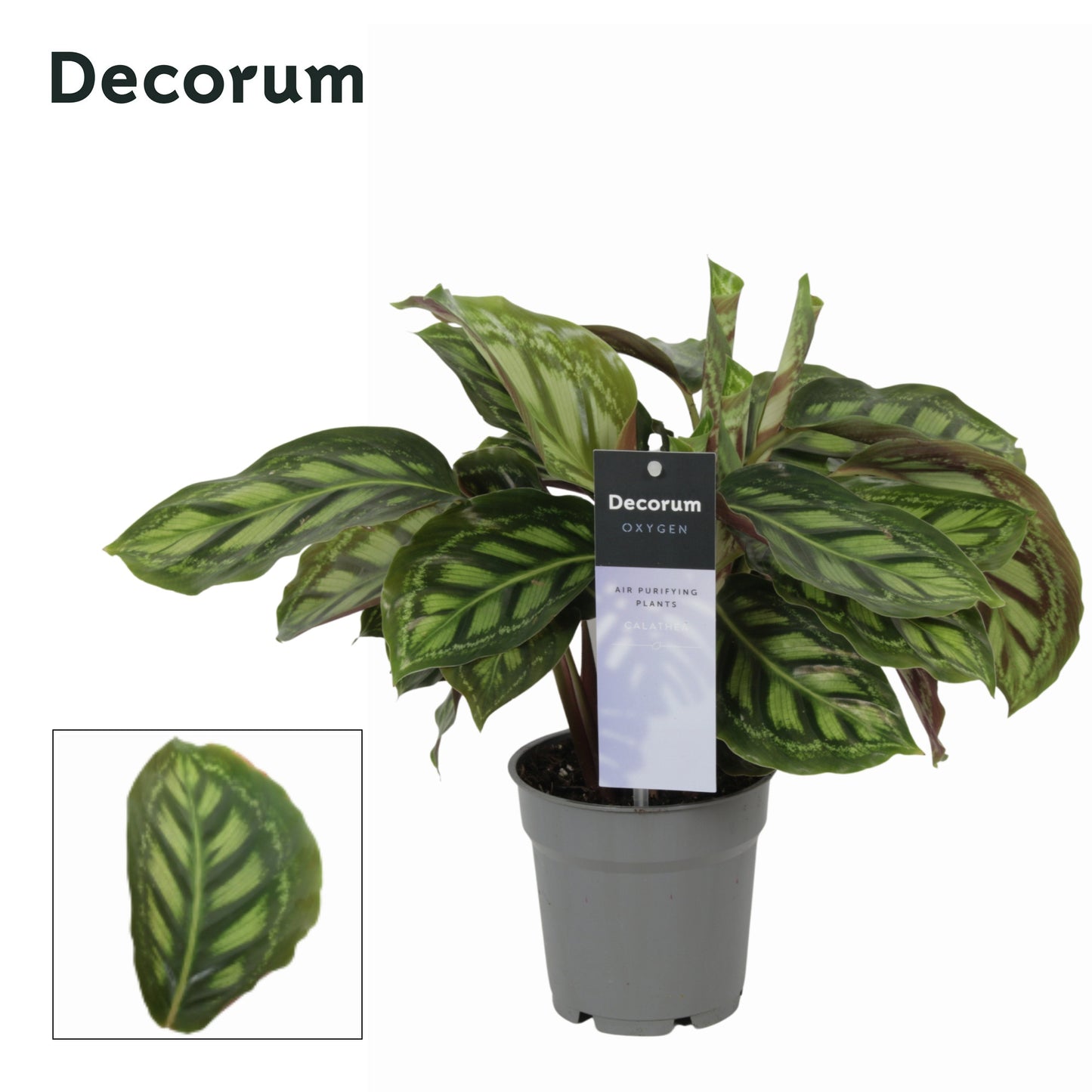 Vreugdenhil Bulbs & Plants Calathea Moonlight Pack of 10