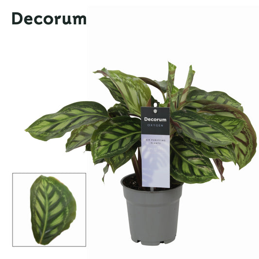 Vreugdenhil Bulbs & Plants Calathea Moonlight Pack of 10