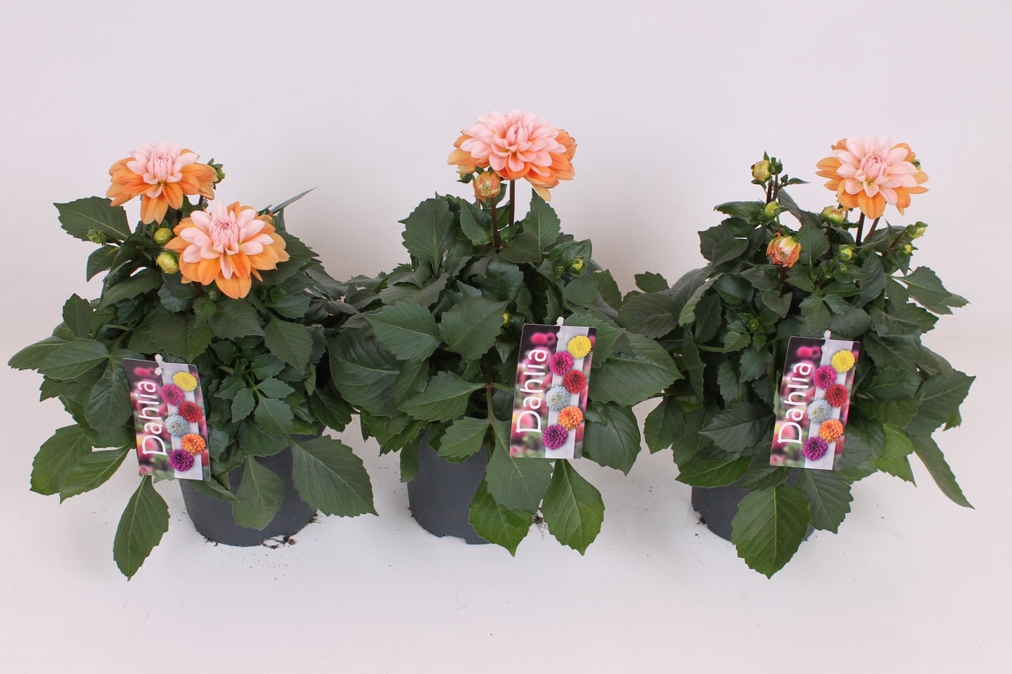 Scheffers, A.J.S. Dahlia Labella Grande Orange Bicolour Pack of 6