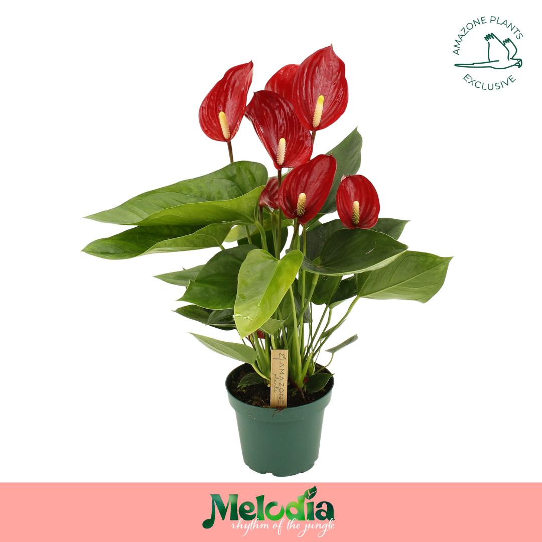 Amazoneplants BV Anthurium Melodia Red Pack of 8