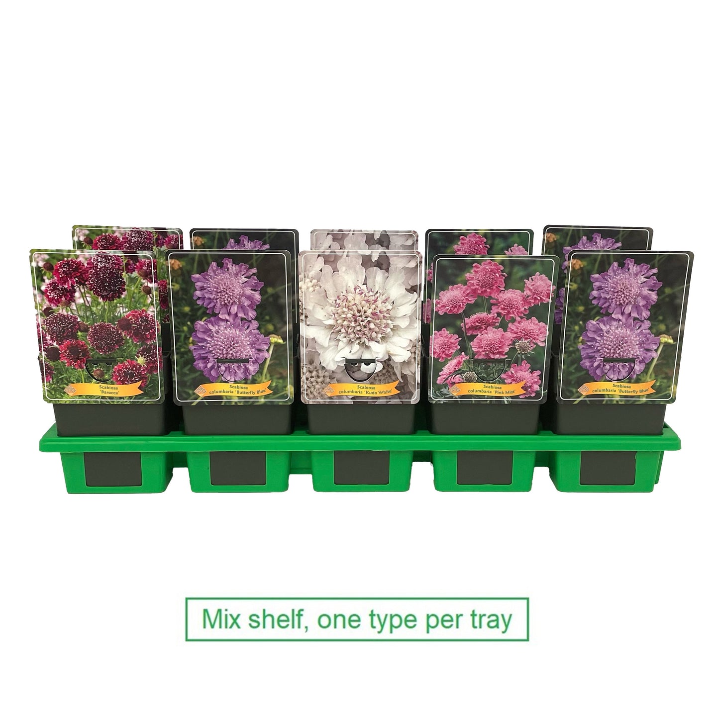Scabiosa caucasica mix 25cm 11cm Pot