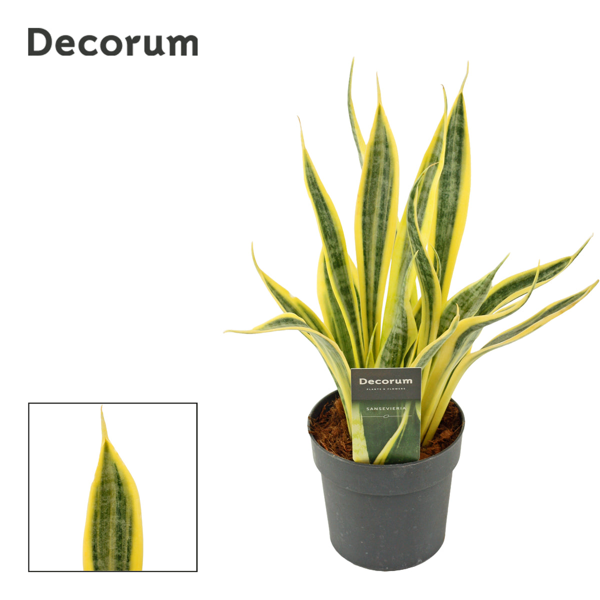 Sansevieria trifasciata 35cm 12cm Pot