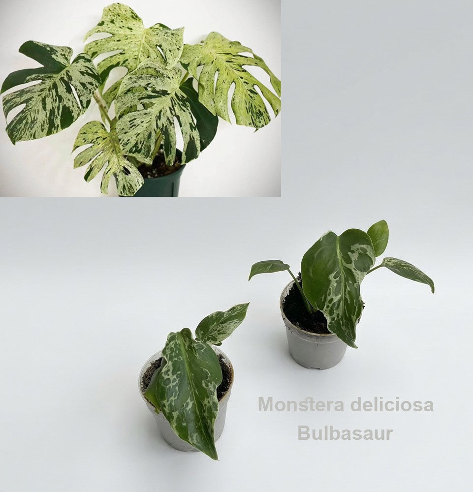 Monstera Variegated 13cm 7cm Pot