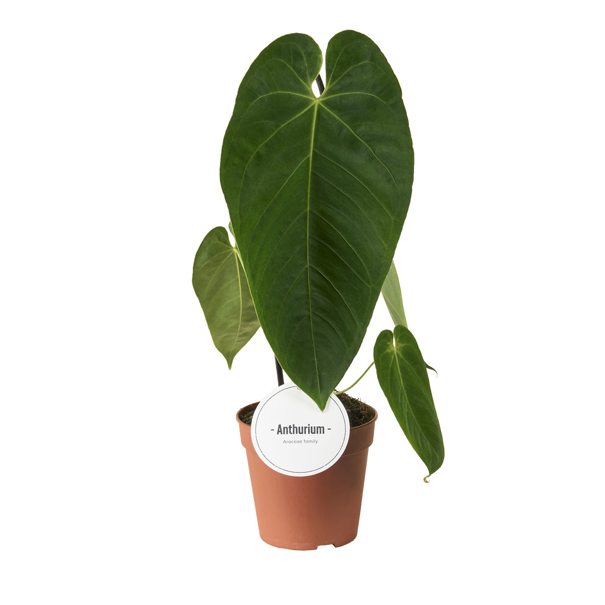 Anthurium andraeanum 45cm 12cm Pot
