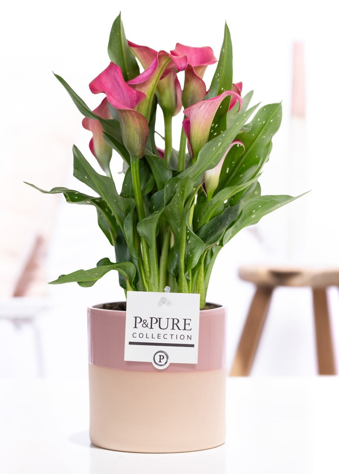 Zantedeschia Garnet Glow 40cm 12cm Pot