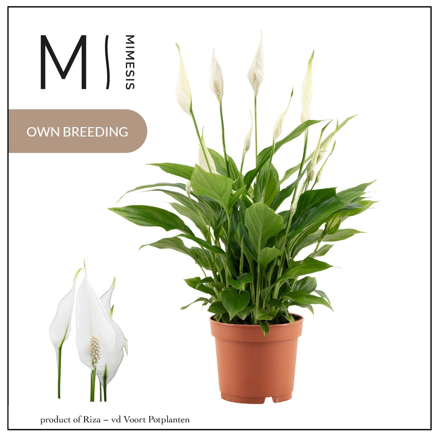 Spathiphyllum Bellini 37cm 13cm Pot