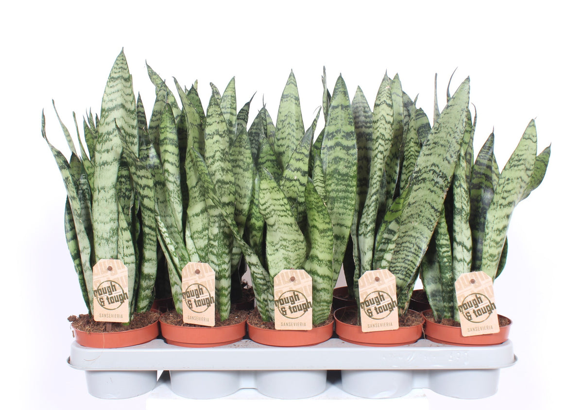 Sansevieria Zeylanica 40cm 12cm Pot