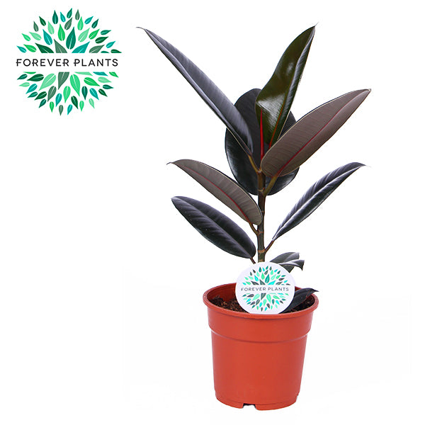 Ficus Abidjan 50cm 17cm Pot
