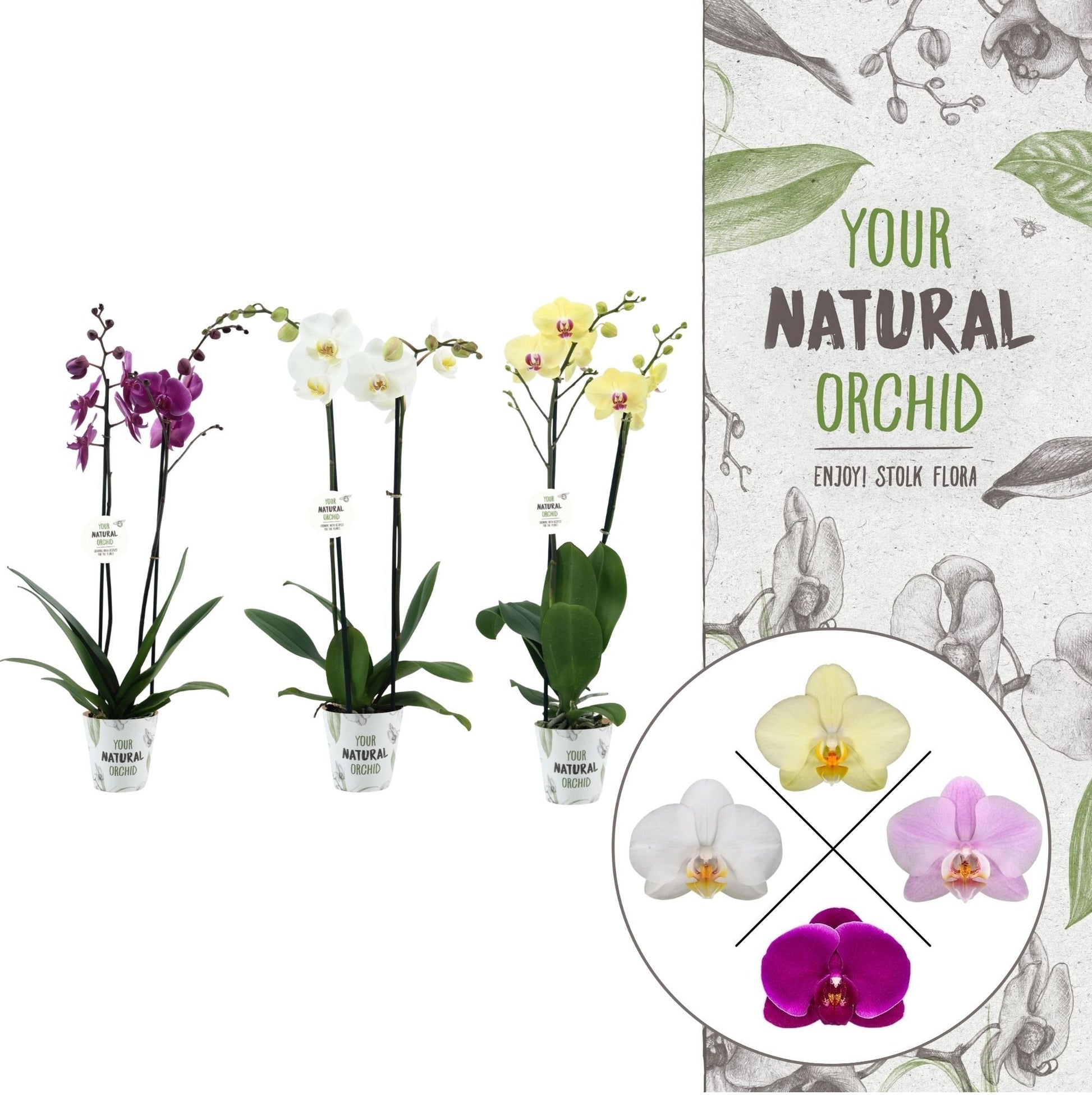 Phalaenopsis mix 60cm 12cm Pot