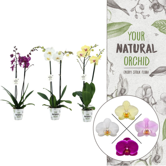 Phalaenopsis mix 60cm 12cm Pot