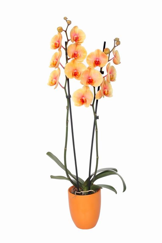 Phalaenopsis Hybrid 55cm 12cm Pot