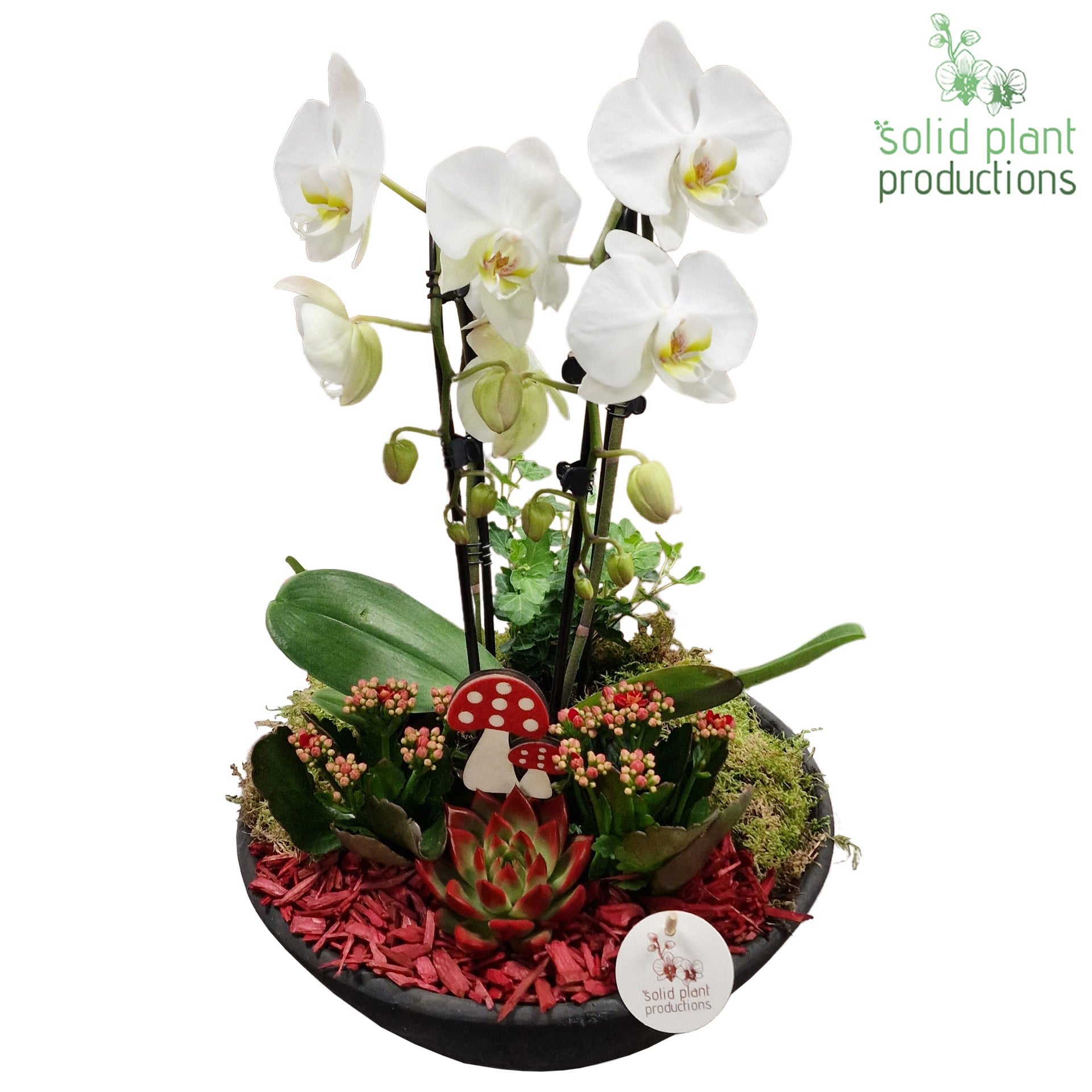 PE012 Ebbi Red Deluxe Autumn 55cm 32cm Pot