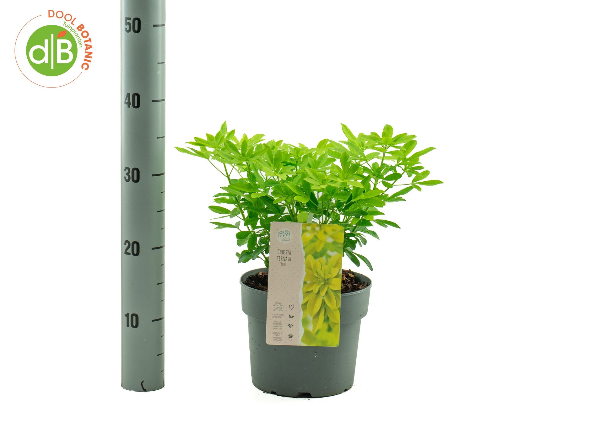 Dool Botanic Choisya Sundance Pack of 1