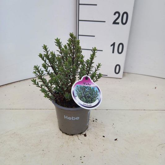 Hebe pimeleoides 15cm 10.5cm Pot