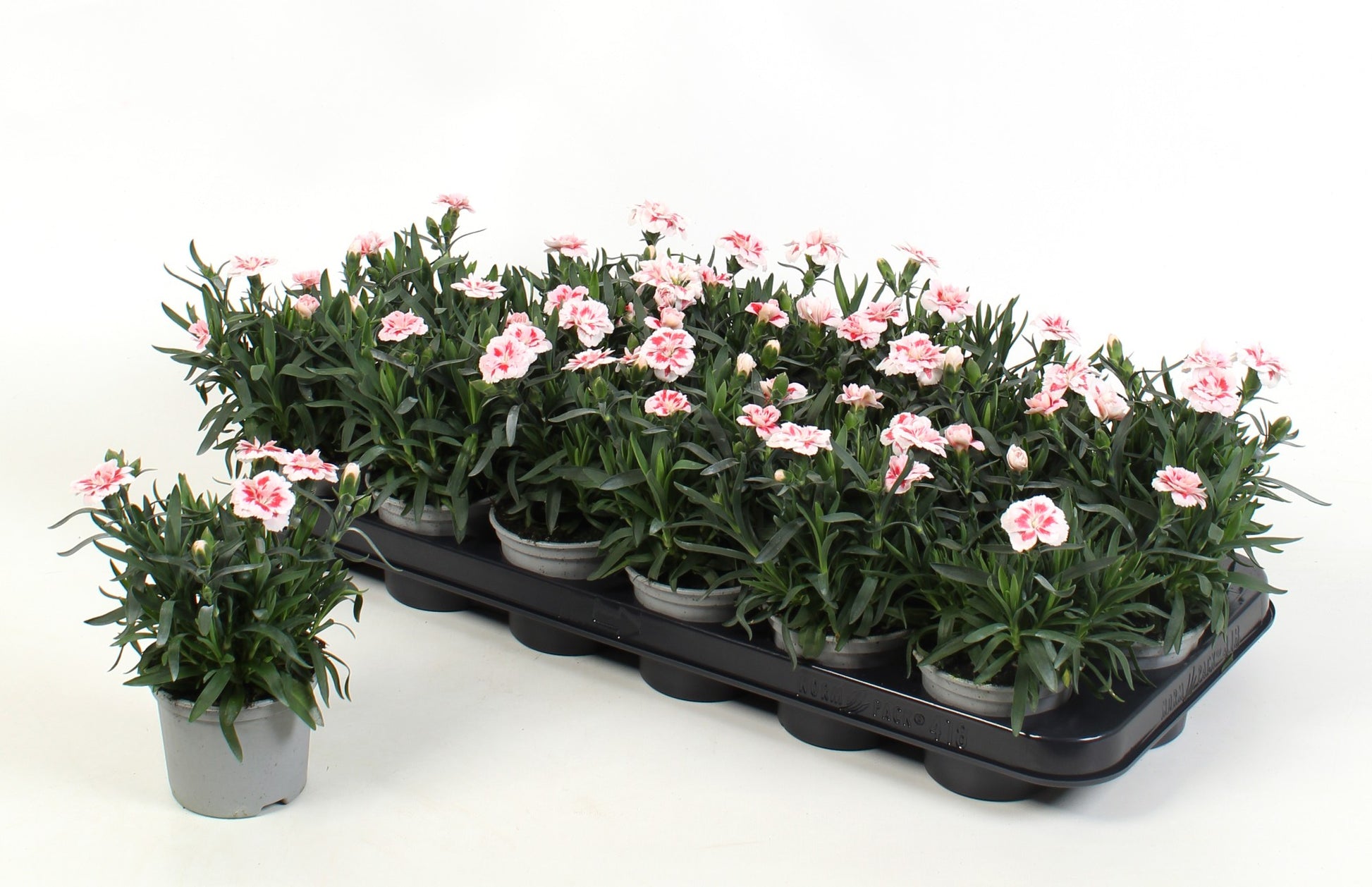Dianthus Oscar Red Star 15cm 9cm Pot
