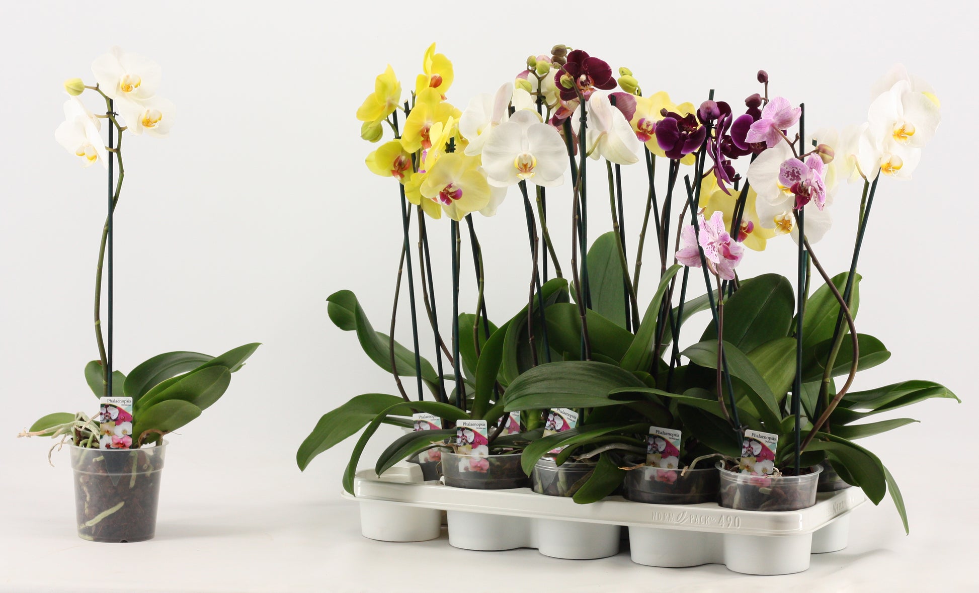 Phalaenopsis mix 45cm 12cm Pot