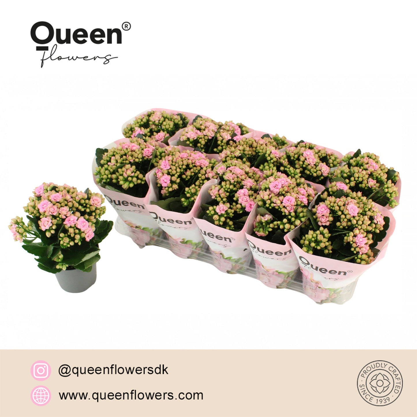 kalanchoe-more-flowers-lillian-26cm-12cm-pot