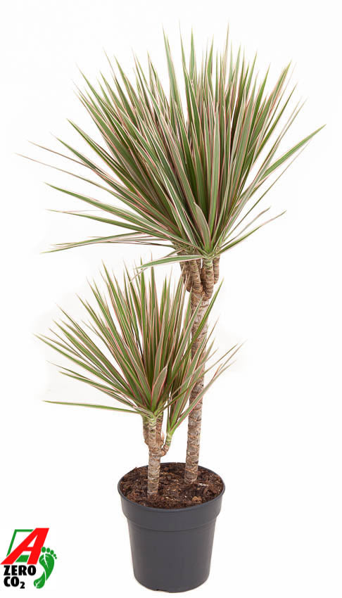 Dracaena Bicolor 45-15 100cm 19cm Pot