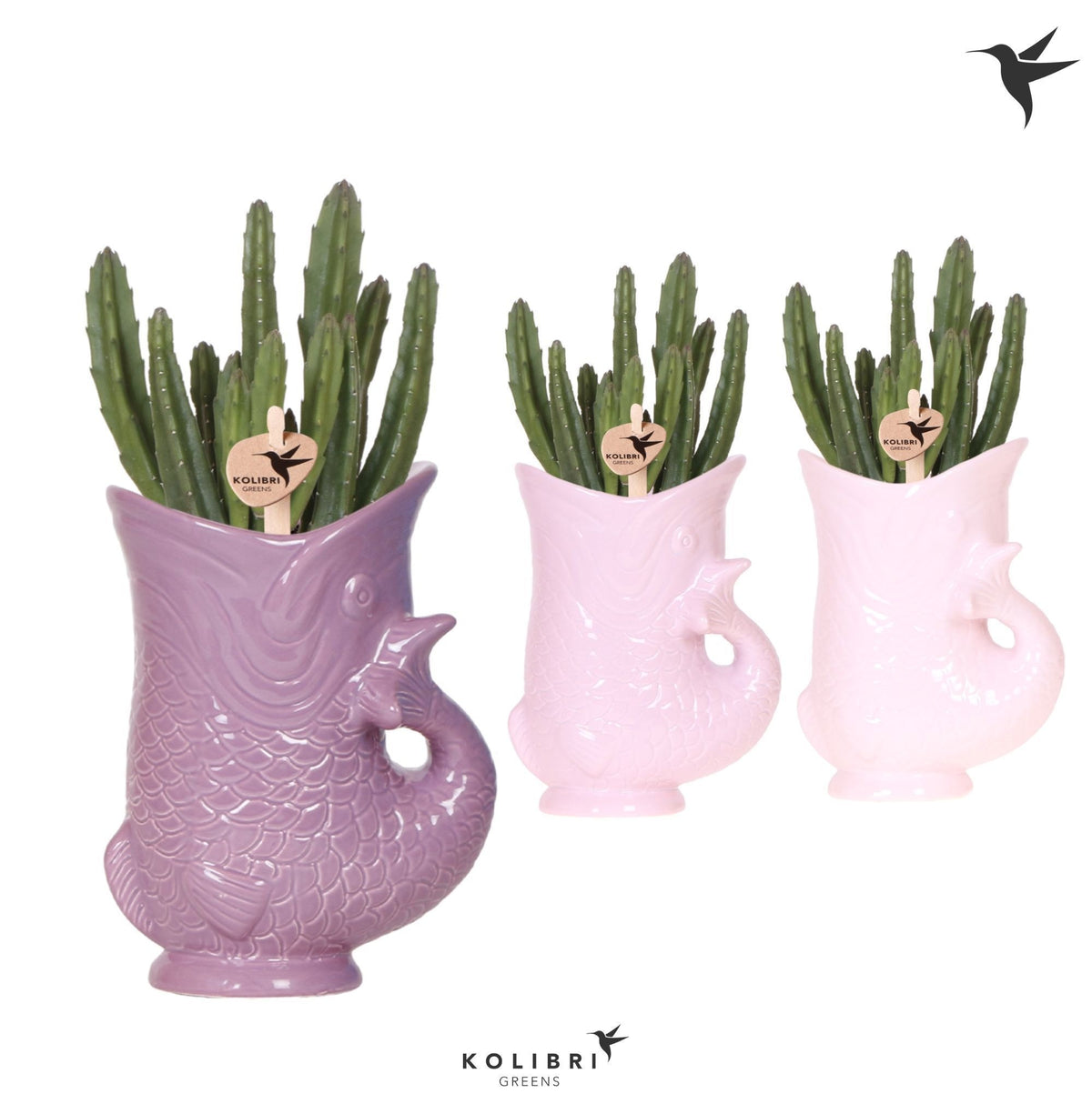 Stapelia leendertziae 31cm 9cm Pot