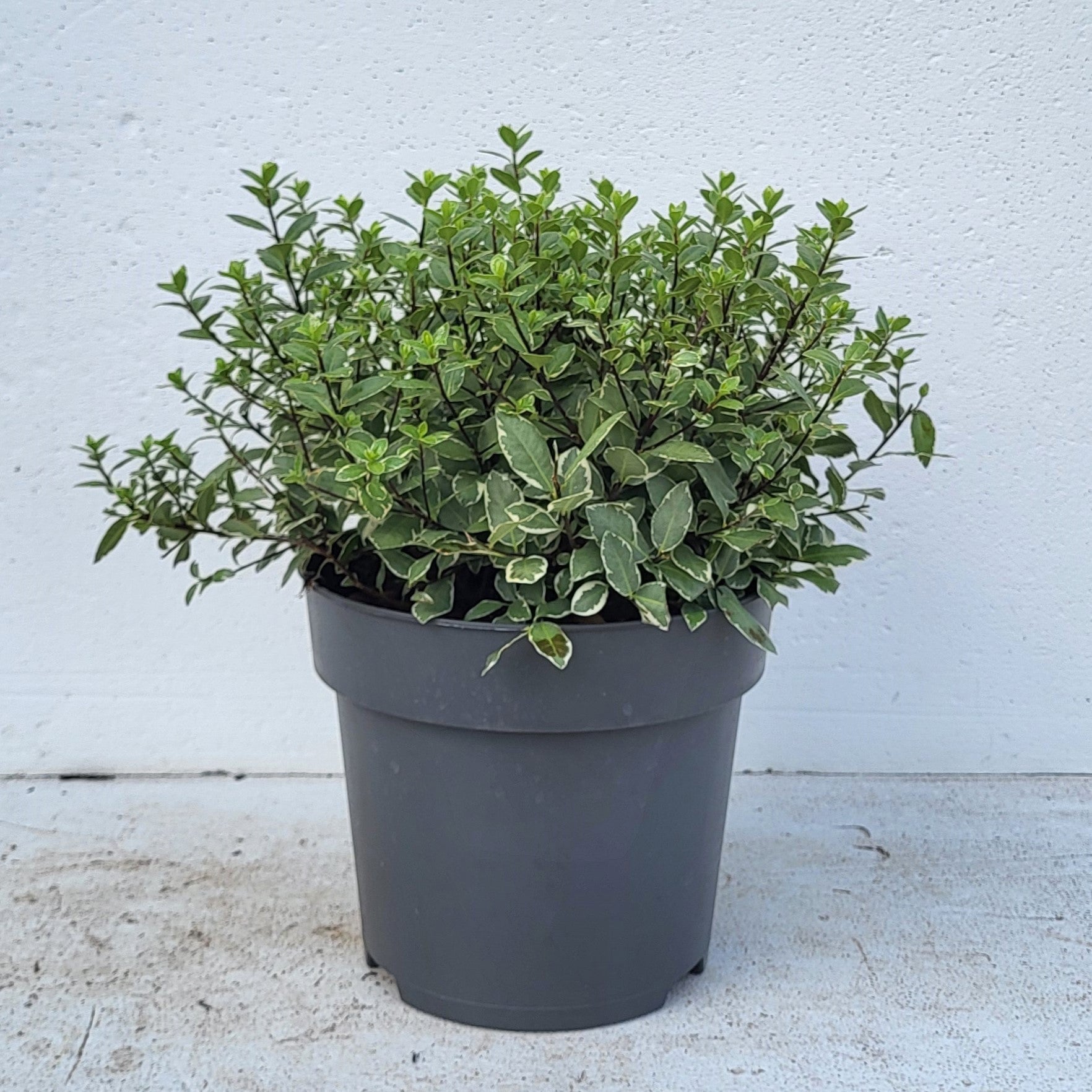 Pittosporum tenuifolium Silver Ball 40cm 23cm Pot