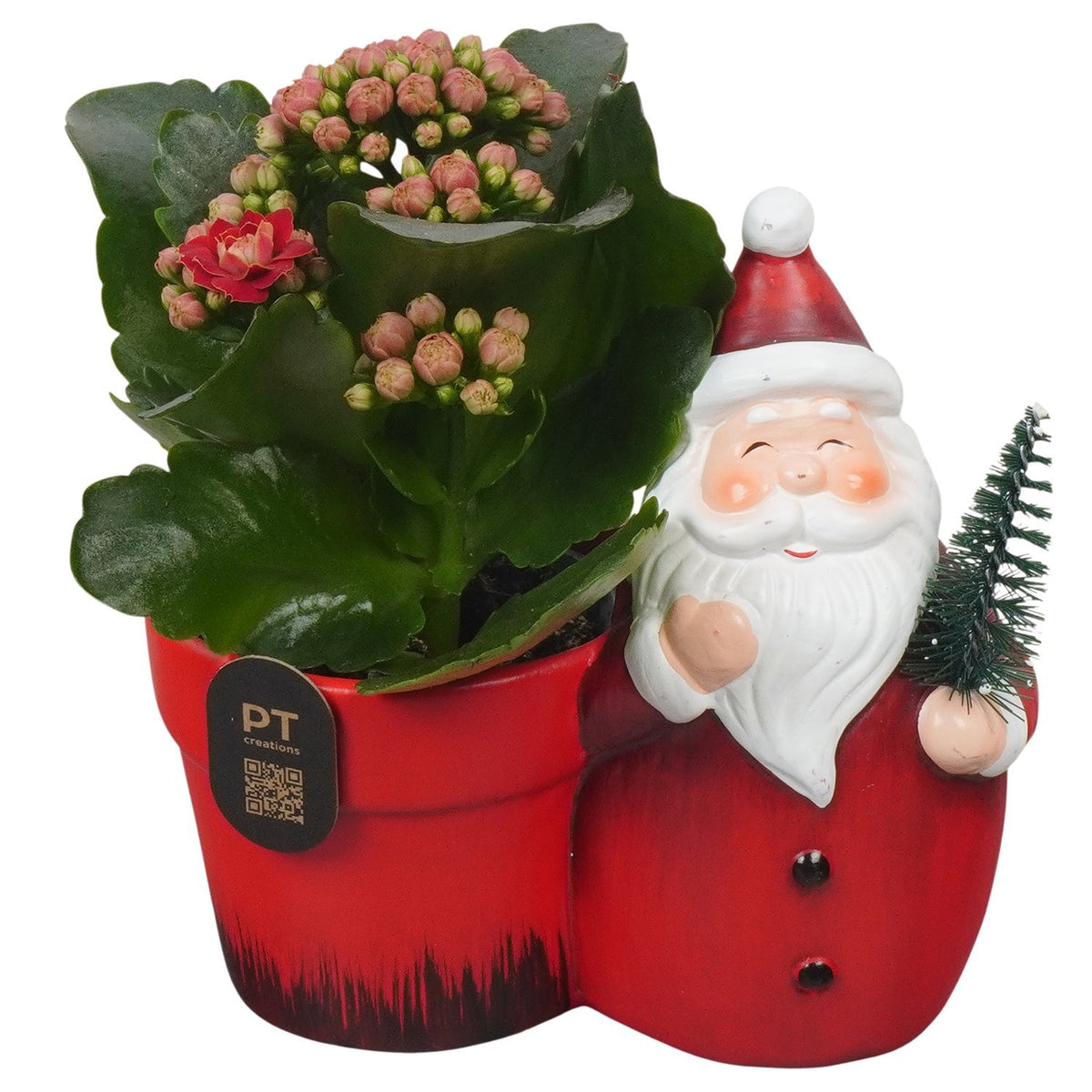 Christmas arrangement 14cm 13cm Pot