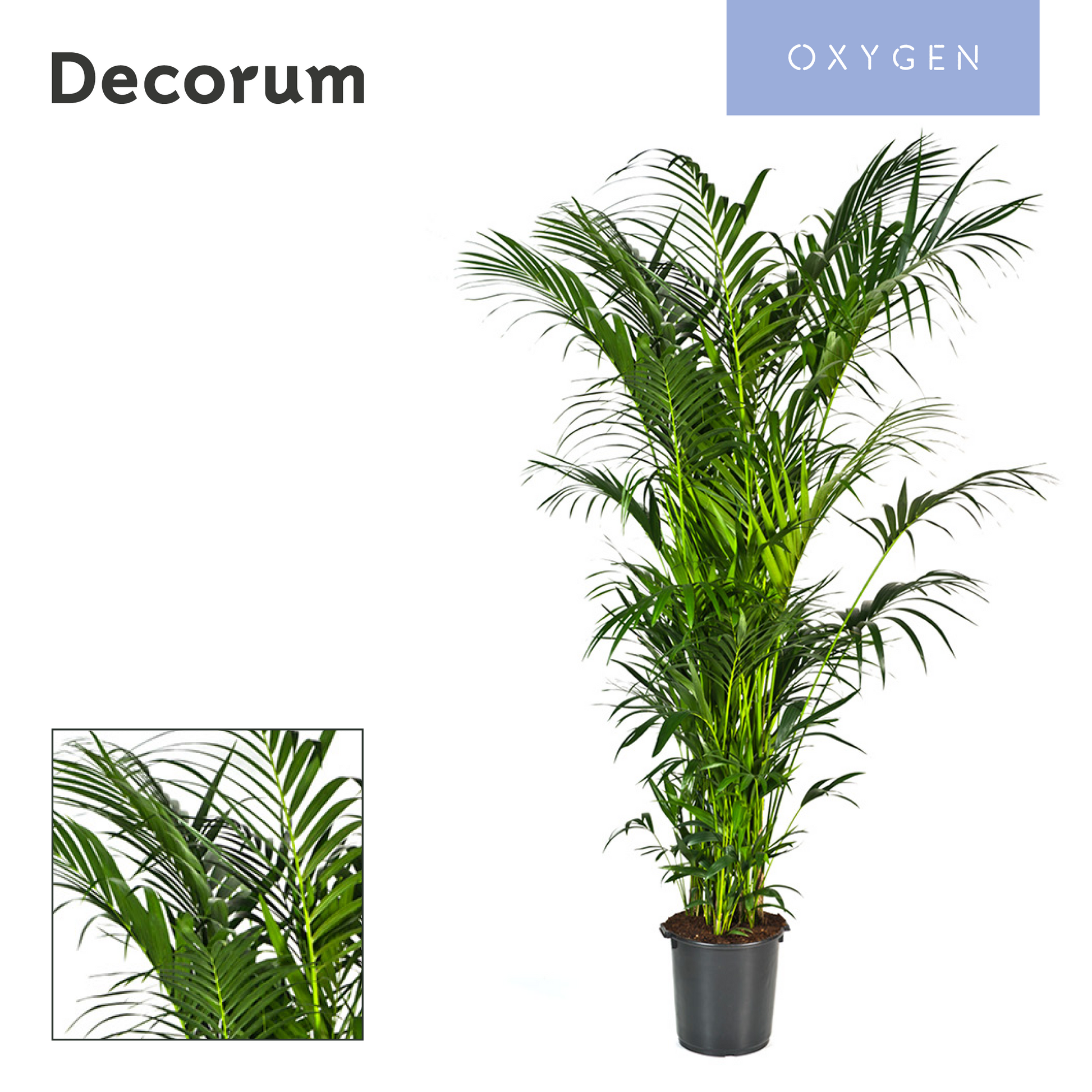 Howea forsteriana 300cm 40cm Pot
