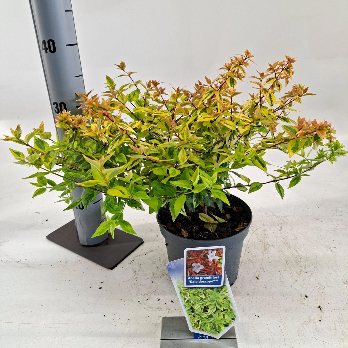 Abelia grandiflora Kaleidoscope 35cm 17cm Pot
