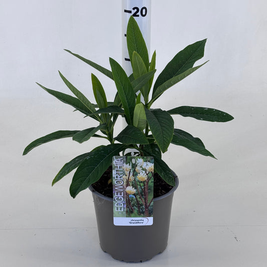 Edgeworthia Grandiflora 25cm 19cm Pot