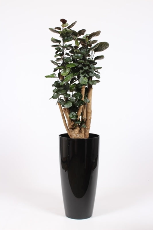 Polyscias Fabian 200cm 40cm Pot