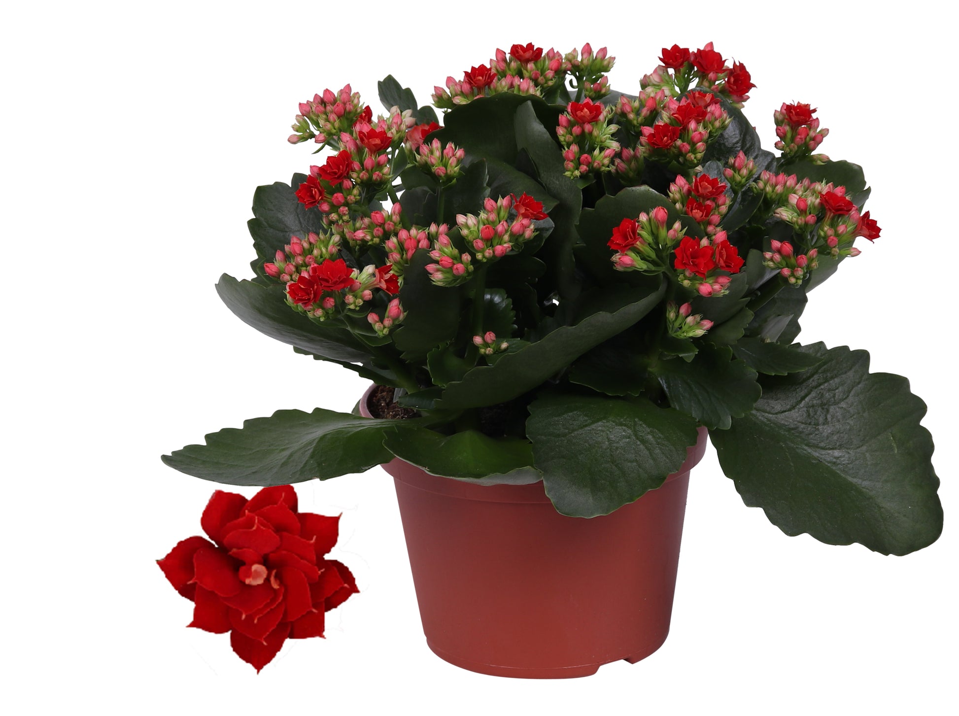 Kalanchoe Rosalina Don Justino 27cm 15cm Pot