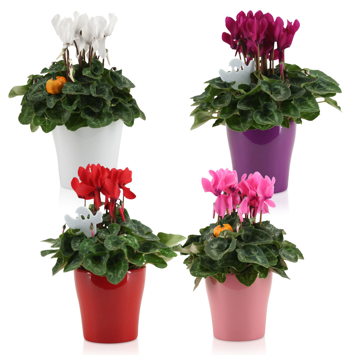 Cyclamen Allure mix (+ drp.ceramic) 30cm 14cm Pot
