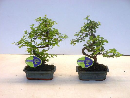 sageretia-bonsai-30cm-15cm-pot