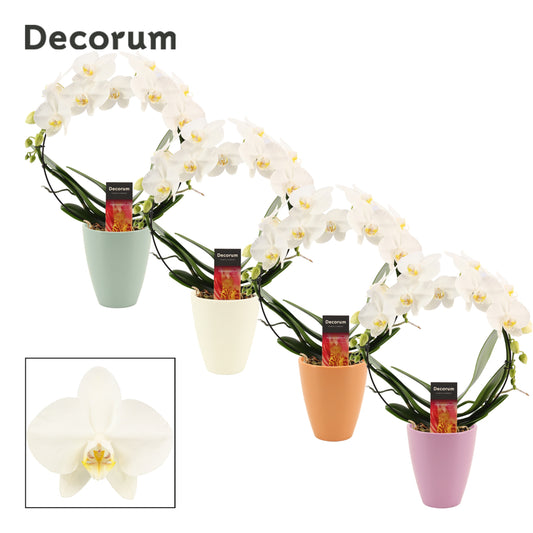 Phalaenopsis white boog (+ drp.ceramic) 45cm 12cm Pot