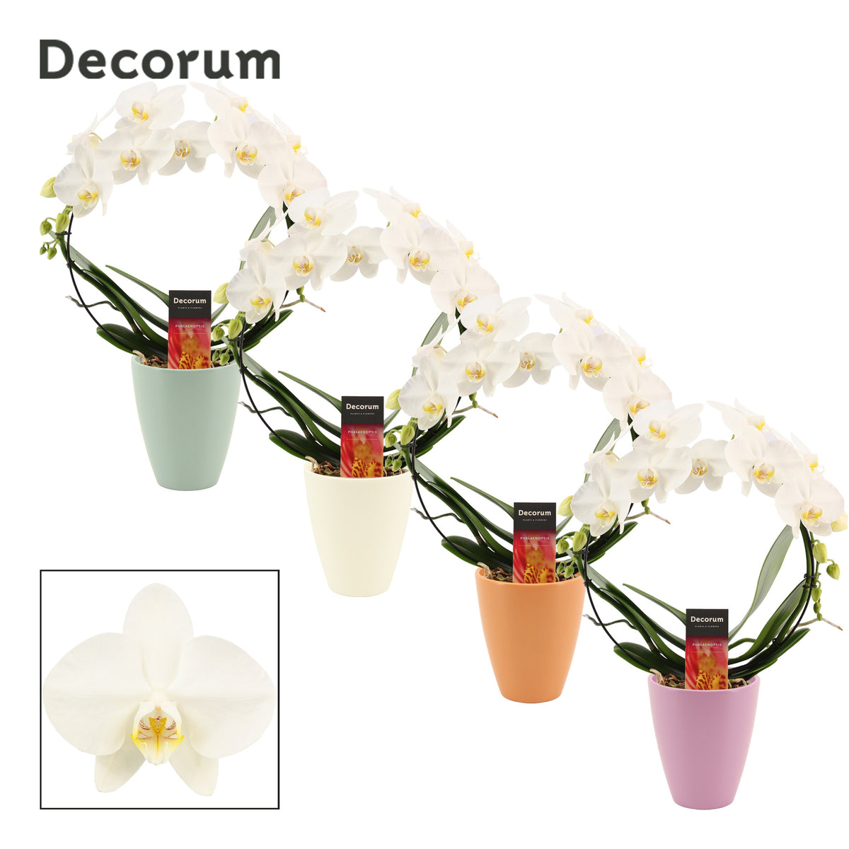 Phalaenopsis white 45cm 12cm Pot