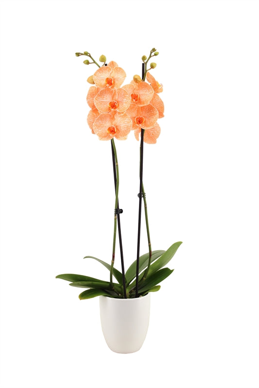 Phalaenopsis Hybrid 55cm 12cm Pot